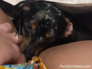Dog licks woman's pussy and makes her feel like in heaven
