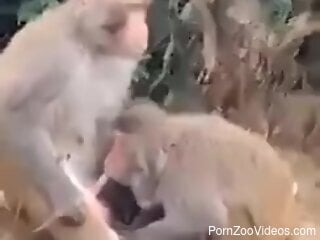 Monkeys trying sexual kinks makes horny guy film more