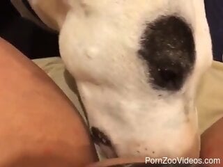 Dog licks woman's chubby cunt well enough to make her moan