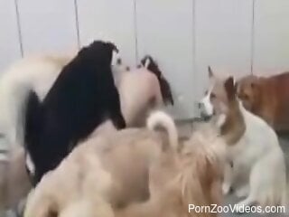 Dogs fuck naked woman in pack and come on her ass