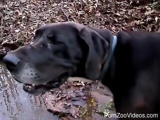 Curvy female throats her dog's big dick in generous manners