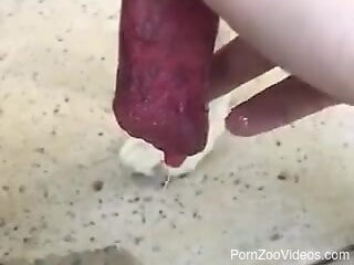 Jerking off dog's penis until it cums