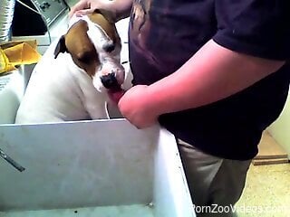 Perverted zoophile tries to make his dog do a blowjob