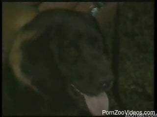 Zoo porn movie with gangbangs with dogs