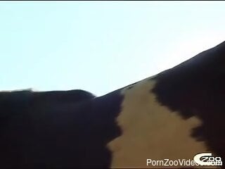 Black girl is swallowing stallion's sperm