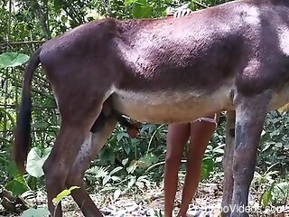 Busty female tries donkey's cock in outdoor perversions