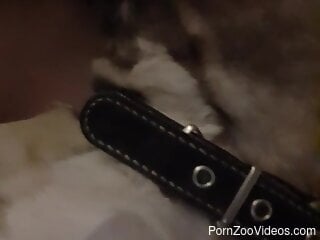 Nude woman plays with her small dog in sexual homemade kinks