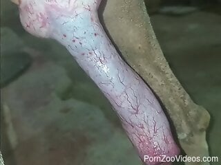 Zoophile is playing with a dog's big cock