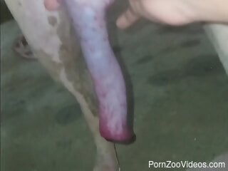 Zoophile is playing with a dog's big cock