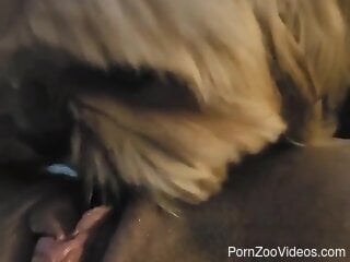 Hot oral bestiality with a little furry dog