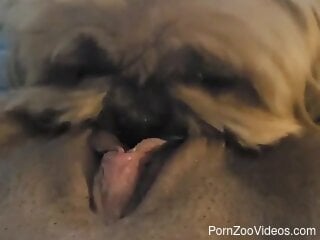 Hot oral bestiality with a little furry dog