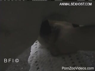 Big white horse takes part in a kinky bestiality