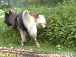 Wife receives furry dog cock in her wet pussy during home hard...