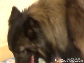 Wife receives furry dog cock in her wet pussy during home hard...