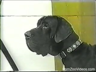 Bestiality foursome with a huge black dog