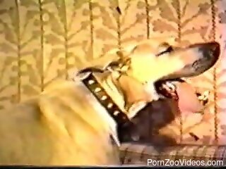 Dog fucks blonde mature woman in both her creamy holes