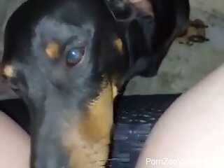 Dog licks owner's erect penis until the guy comes big time