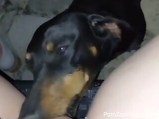Dog licks owner's erect penis until the guy comes big time