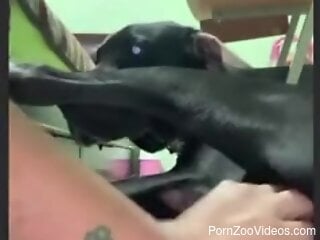 Curious woman puts her mouth to work during homemade zoophilia