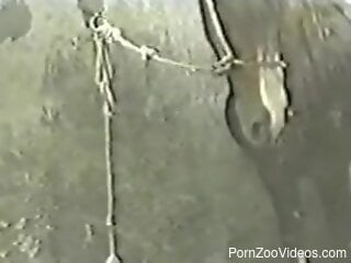Curious MILF throats the horse's huge dick on camera