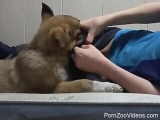 Clothed guy lets curious dog sniff and lick his penis