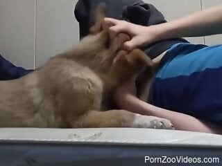 Clothed guy lets curious dog sniff and lick his penis