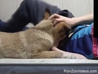 Clothed guy lets curious dog sniff and lick his penis