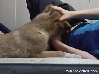 Clothed guy lets curious dog sniff and lick his penis