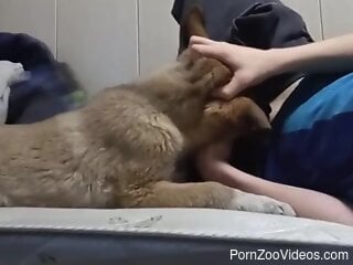 Clothed guy lets curious dog sniff and lick his penis
