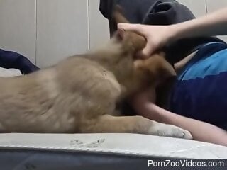 Clothed guy lets curious dog sniff and lick his penis