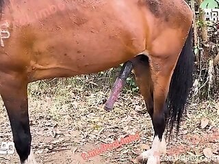 Slender babes throat the horse's penis in excellent outdoor sc...