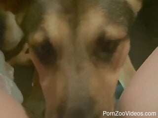 Sensual female lets the dog lick her muff in superb POV