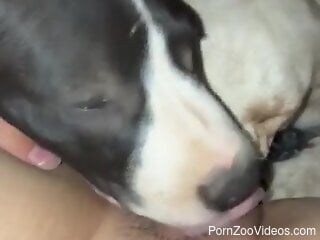Sexy female lets both her dogs lick her pussy and clit