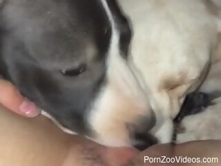 Sexy female lets both her dogs lick her pussy and clit