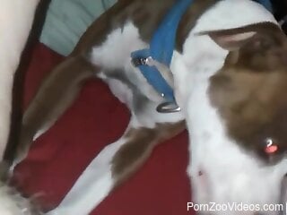 Aroused woman with hairy pussy lets curious dog eat her clit