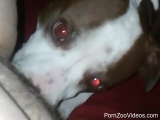 Aroused woman with hairy pussy lets curious dog eat her clit