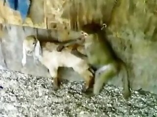 Free bestiality and zoophilia porn