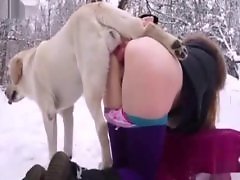 Pony animal sex