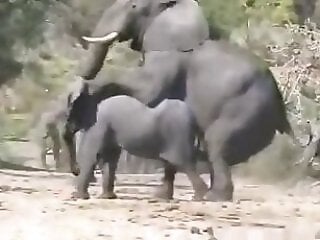 Animal porn and zoo sex