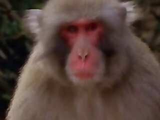 Animal porn videos and ZOO PORN