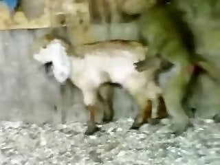 Zoo porno and bestiality