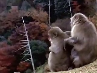 Beast Movie