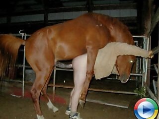 Animal porn and bestiality