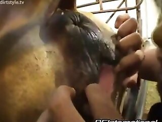 Animal porn and zoo sex
