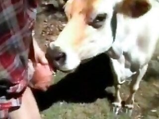 Zoo porno and bestiality