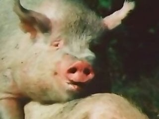 Animal porn and bestiality