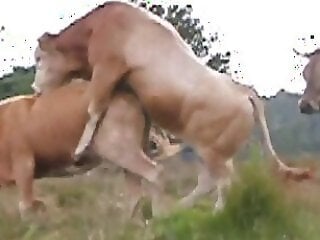 Animal porn and zoo sex
