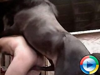 Sex animal video