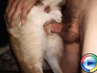 Zoophilia porn and animal sex