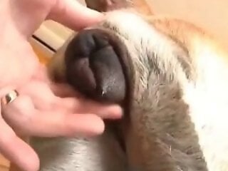 XXX bestiality zoo porn